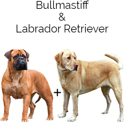 Bullmasador Dog